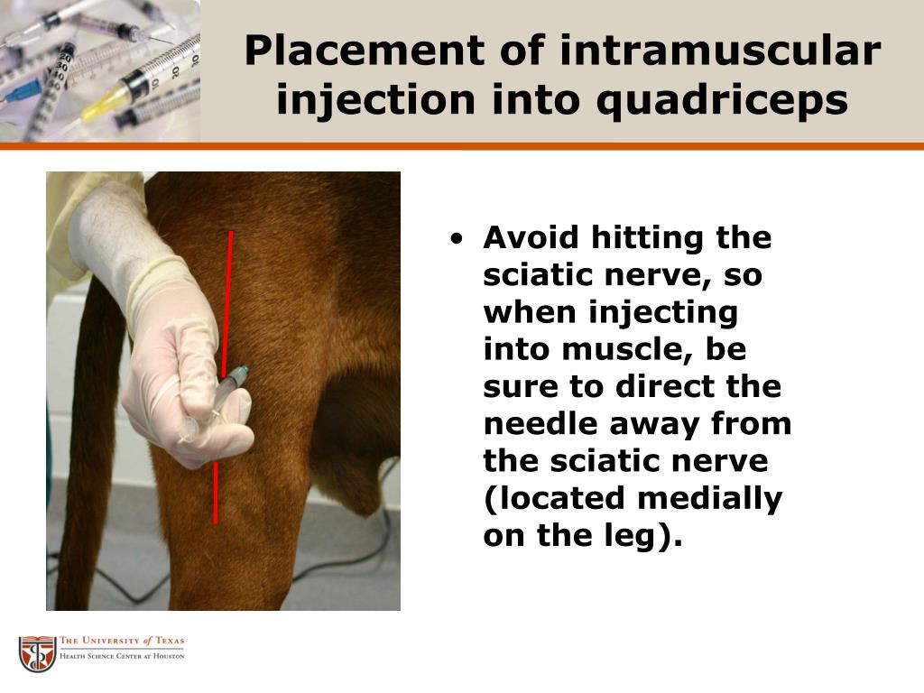 Ppt Canine Injection Techniques Powerpoint Presentation Free Download Id 4711740
