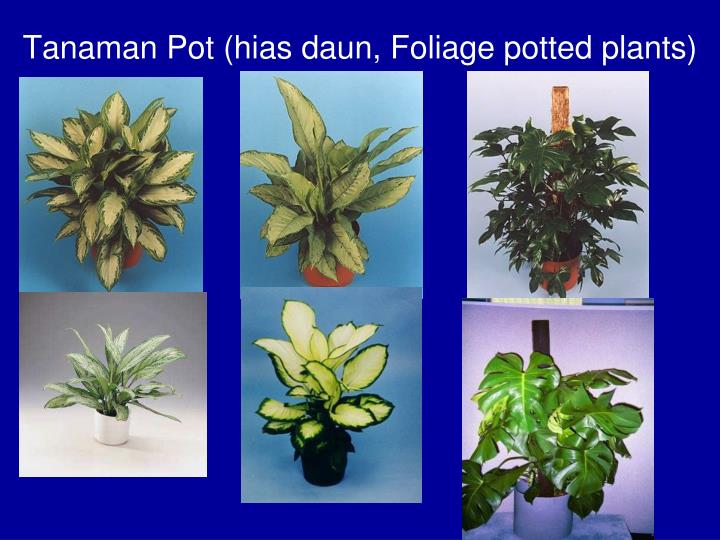 PPT iTanamani iHiasi Industri bunga PowerPoint PPT iTanamani iHiasi Industri bunga PowerPoint