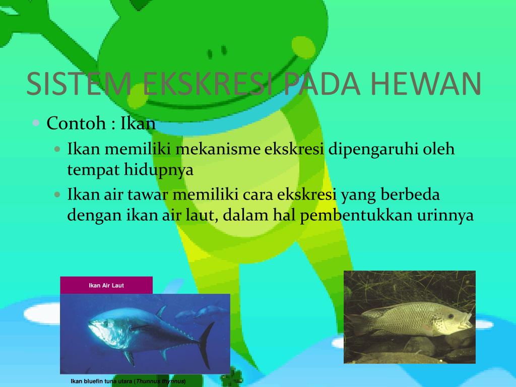 70 Koleksi Mekanisme Ekskresi Pada Ikan Air Tawar Dan Ikan Air Laut HD