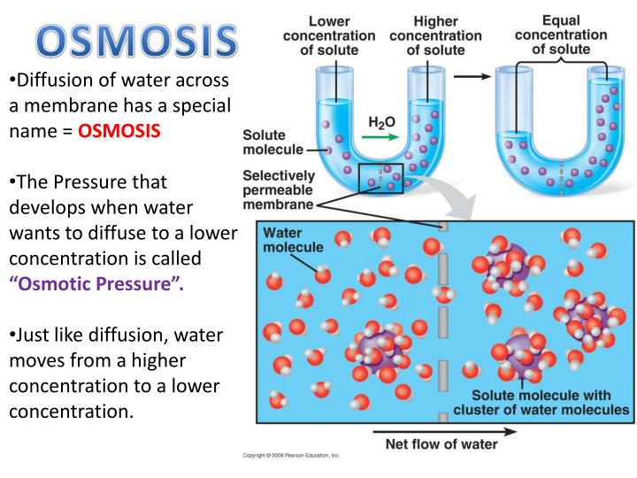 osmosis concentration osmosis concentration