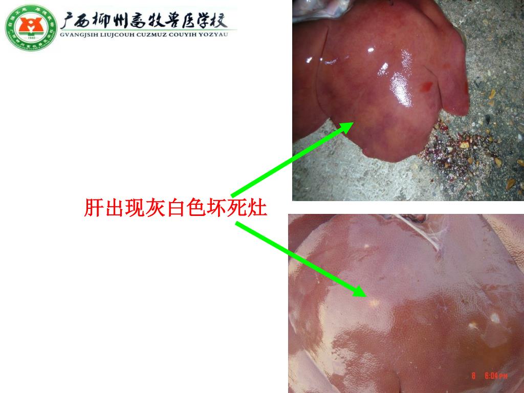 猪肝素材-猪肝图片-猪肝素材图片下载-觅知网