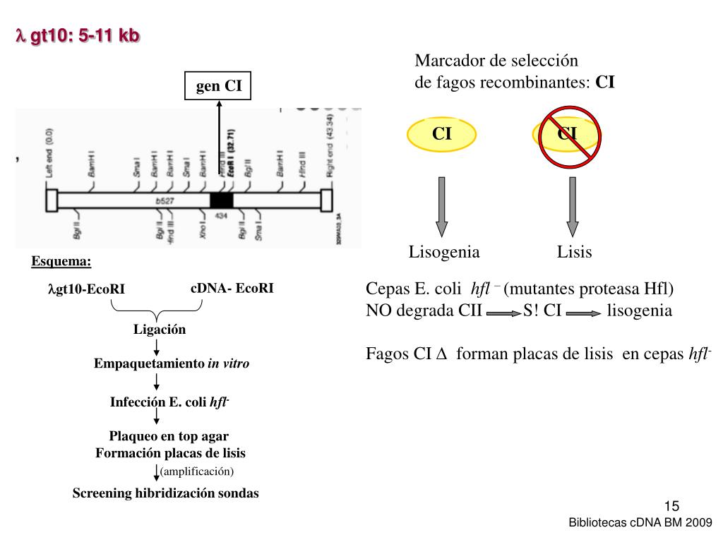 ppt-tejido-vectores-mrna-dna-cdna-dna-digerido-powerpoint