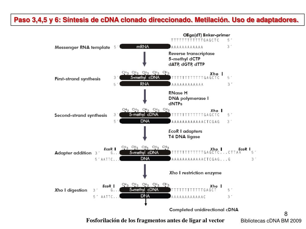 ppt-tejido-vectores-mrna-dna-cdna-dna-digerido-powerpoint