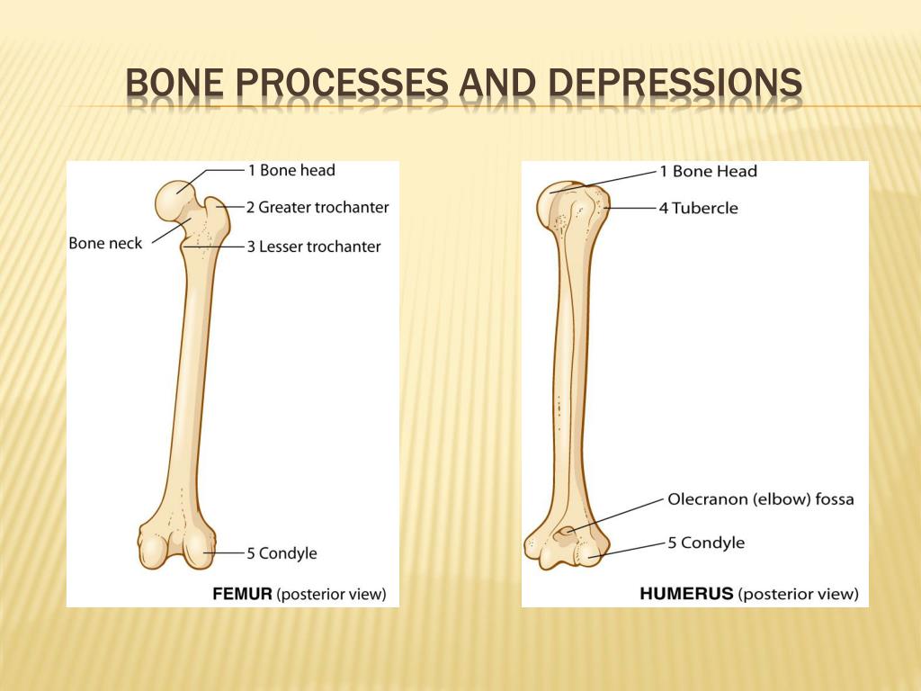 bone processes pronunciation