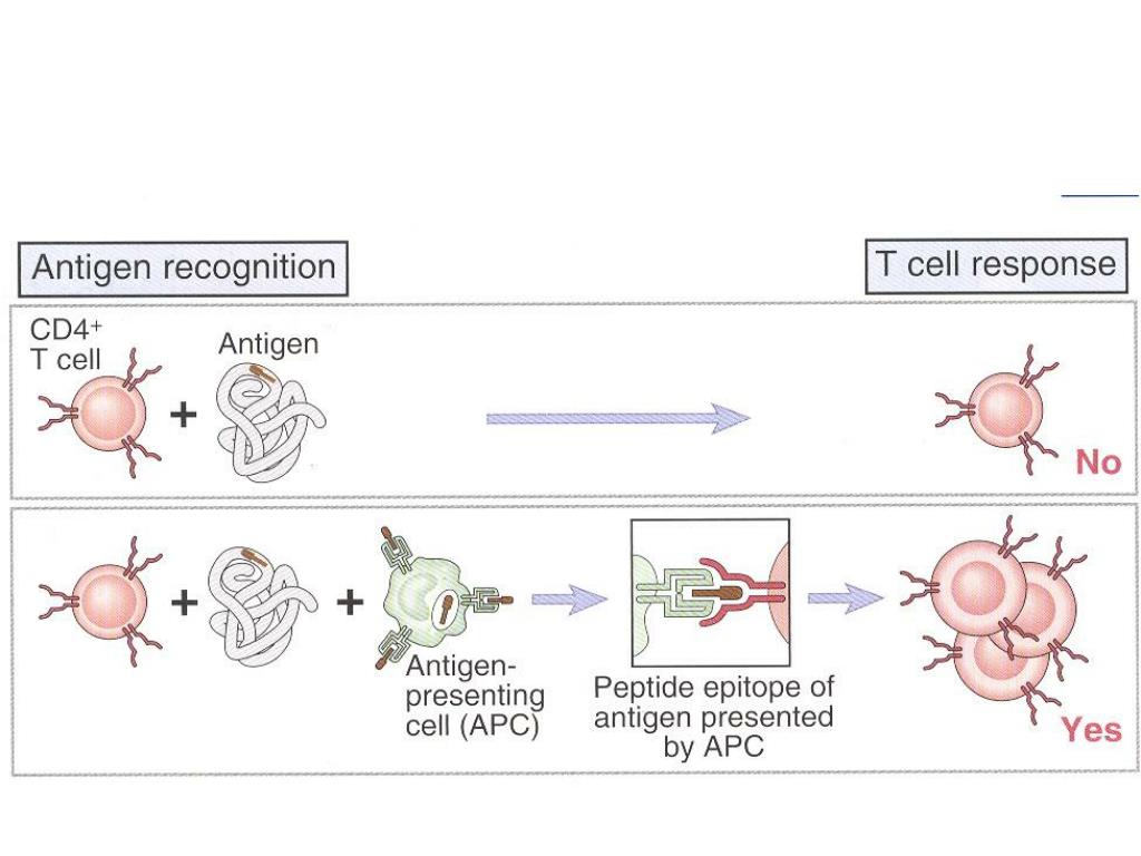 antigen processing and presentation nature review