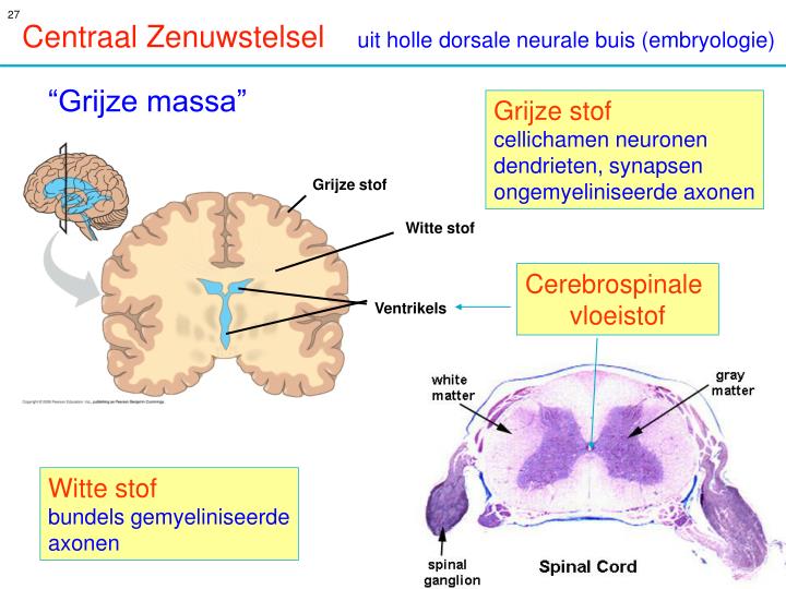 PPT - Zenuwstelsel / Hersenen PowerPoint Presentation - ID:4721347