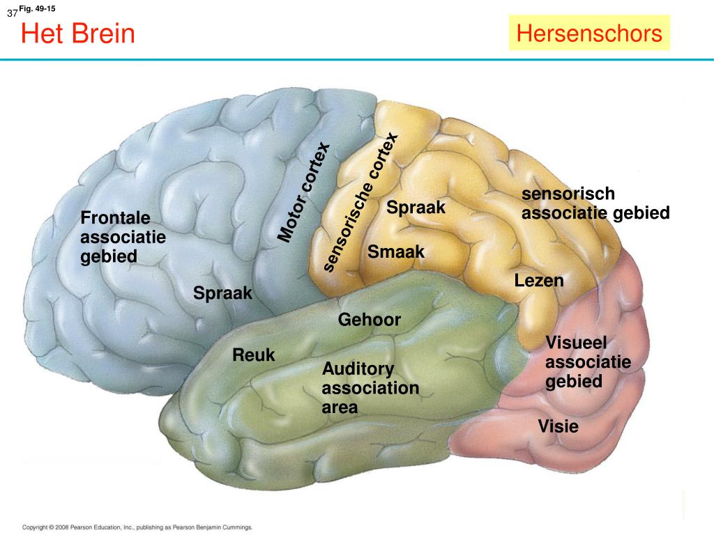 PPT Zenuwstelsel Hersenen PowerPoint Presentation Free Download PPT Zenuwstelsel Hersenen PowerPoint Presentation Free Download