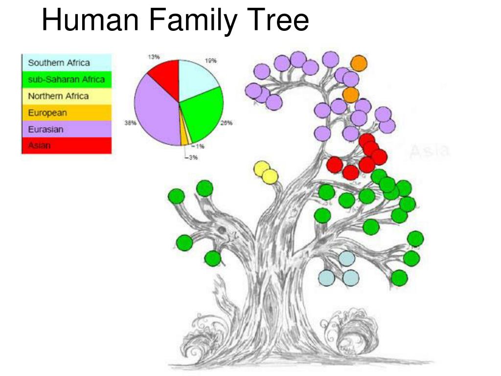Генетика деревьев. Гаплогруппа дерево. Филогенетическое Древо гаплогрупп. Эволюционное дерево гаплогрупп.