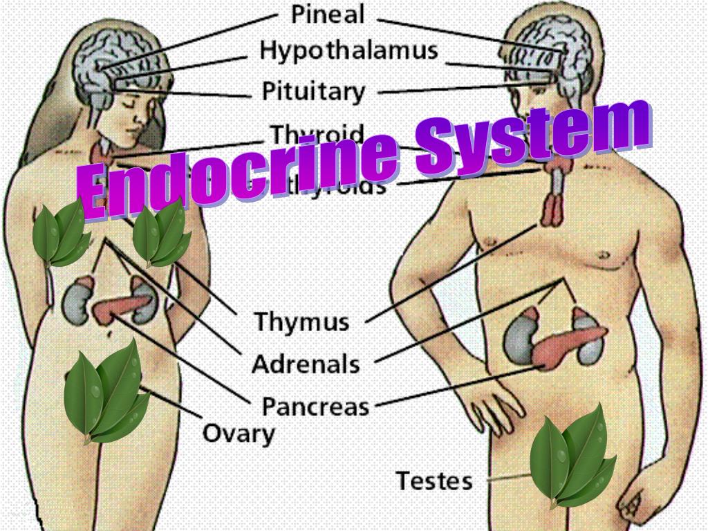 brief presentation on endocrine system