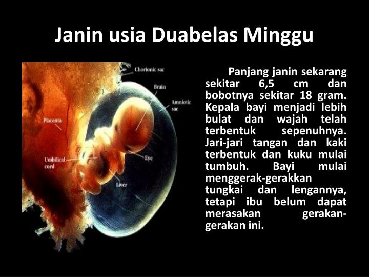 Janin Di Dalam Rahim Bergerak Ke Kiri: Fakta Menarik Mengenaik Gerakan Janin Yang Menarik Perhatian PPT - Perkembangan Janin dalam Rahim PowerPoint Presentation - ID:4724693