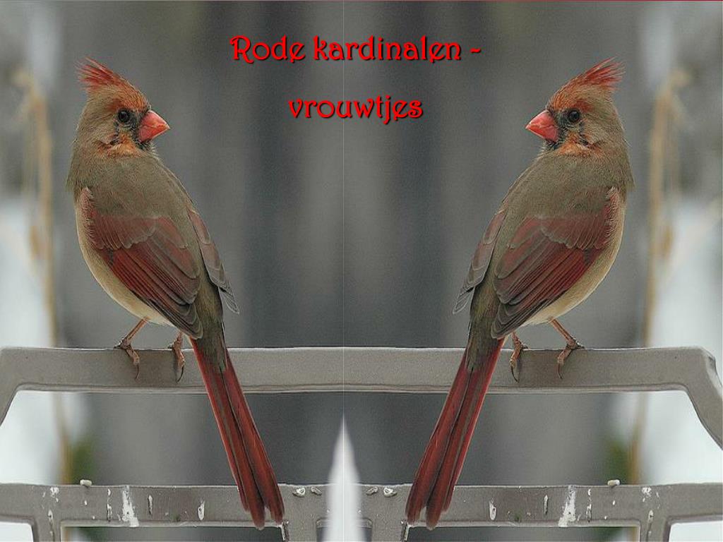 kapitalisme ga winkelen mat PPT - Rode kardinalen - vrouwtjes PowerPoint Presentation, free download -  ID:4725165