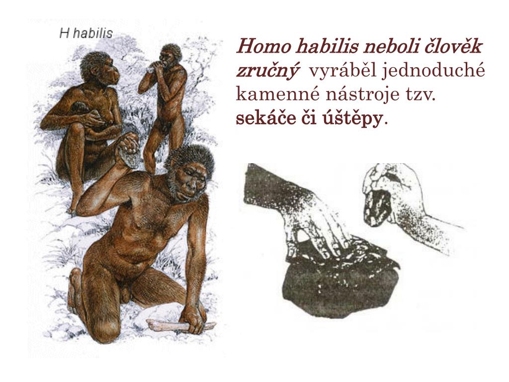 PPT - Starší doba kamenná Tematická příprava na dvě vyučovací hodiny:  Australopitékus Homo habilis PowerPoint Presentation - ID:4725403