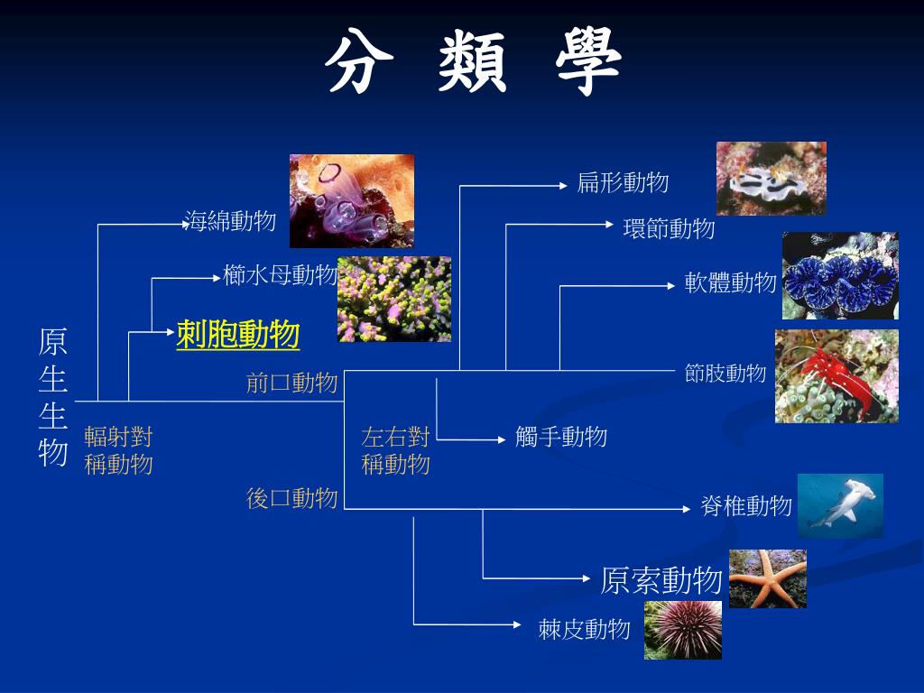 Ppt 海洋中的熱帶雨林 珊瑚礁powerpoint Presentation Free Download Id Ppt 海洋中的熱帶雨林 珊瑚礁powerpoint Presentation Free Download Id