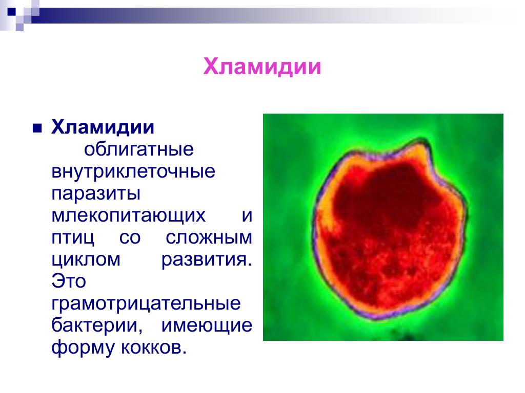 Хламидиоз 1. Возбудитель хламидии микробиология. Хламидии форма бактерии. Хламидии облигатные внутриклеточные паразиты. Хламидии грамотрицательные.