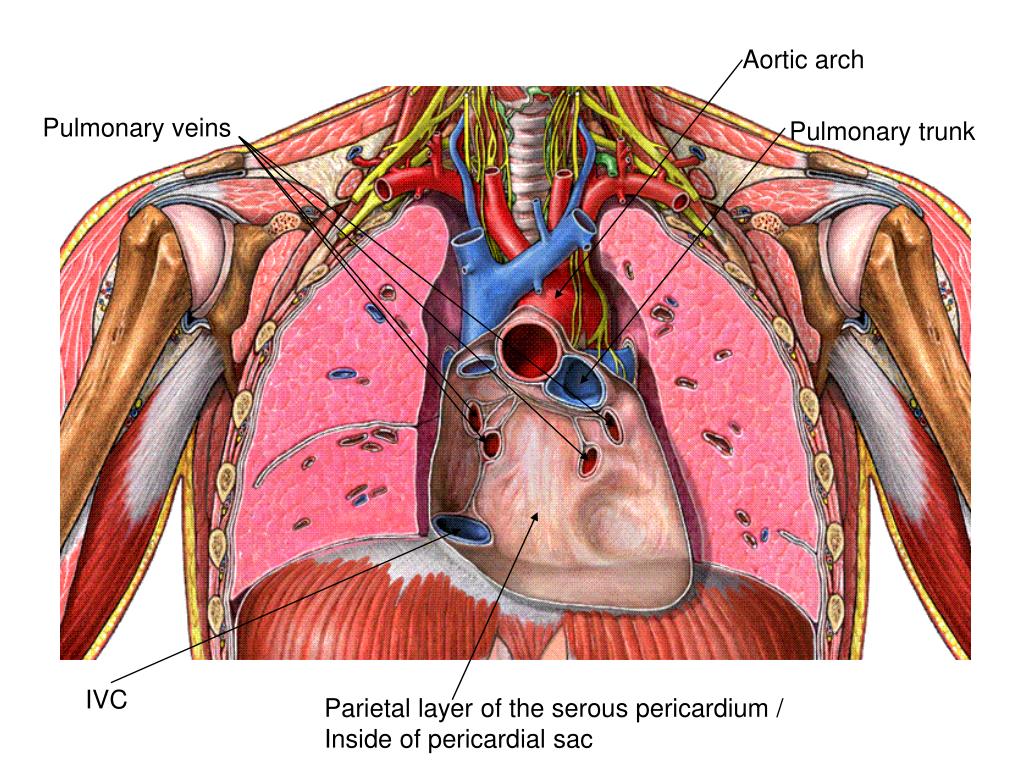 Ppt Fibrous Pericardium Pericardial Sac Powerpoint Presentation