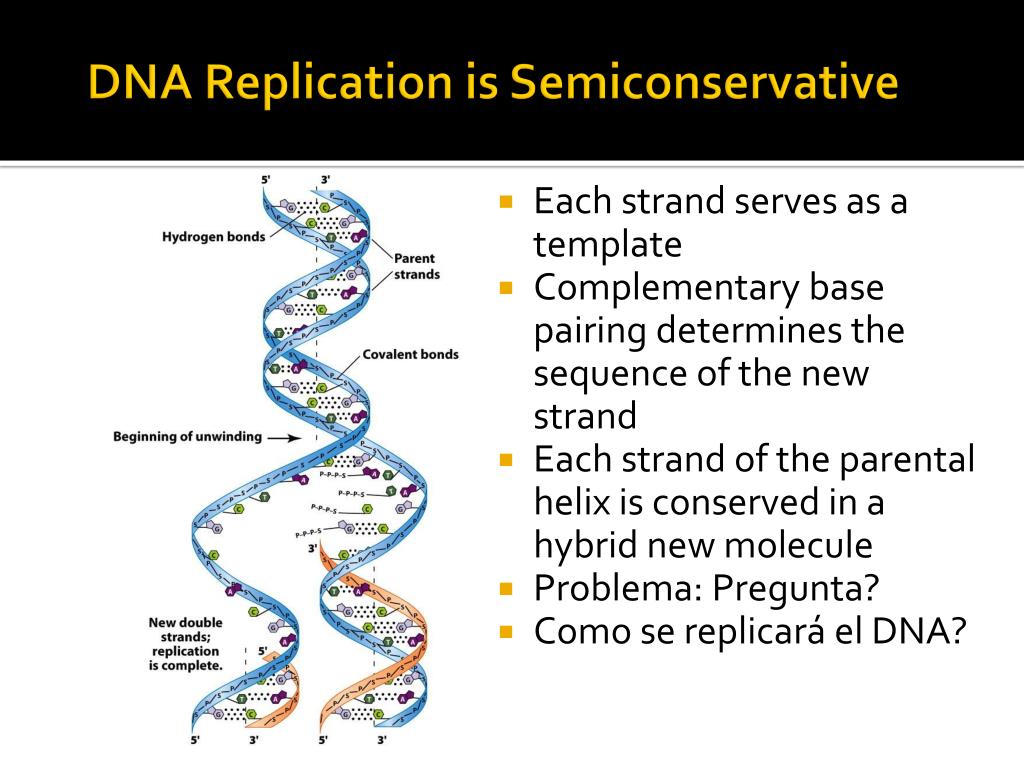 PPT Chapter 10 Replication of DNA and Chromosomes PowerPoint