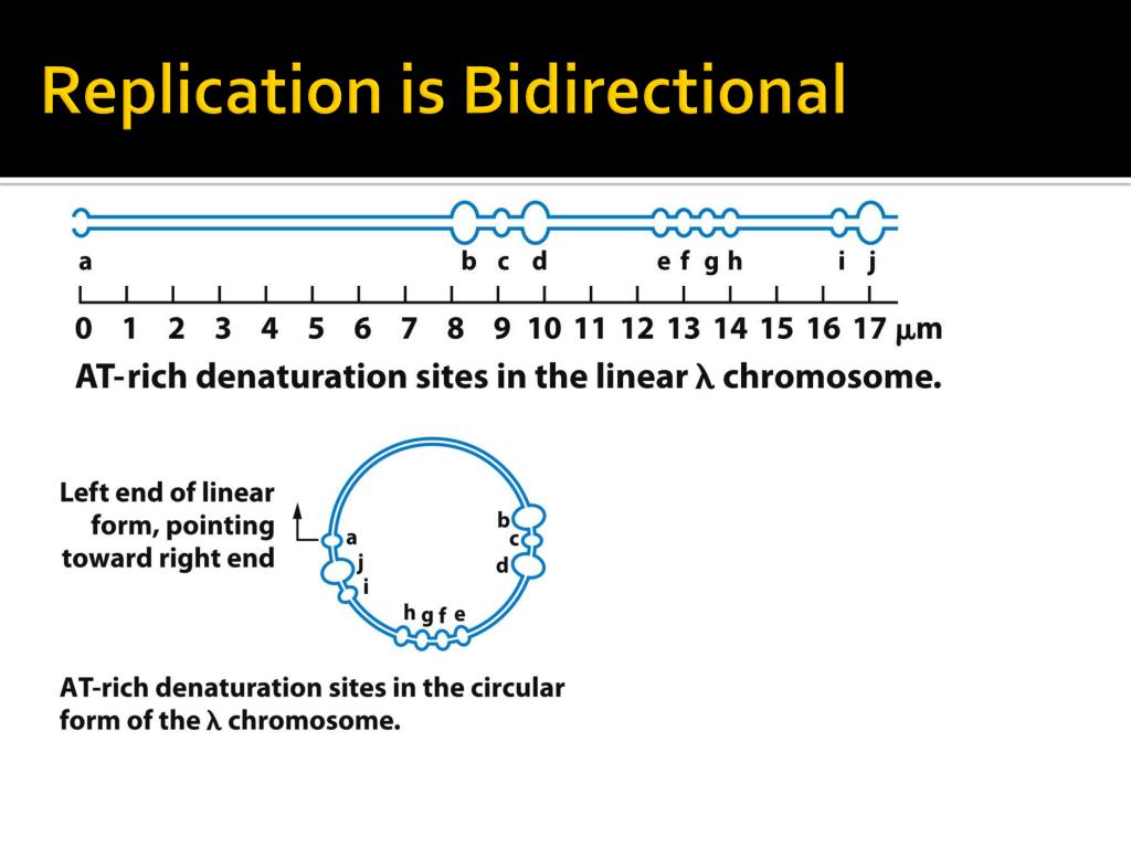 PPT - Chapter 10 Replication Of DNA And Chromosomes PowerPoint ...