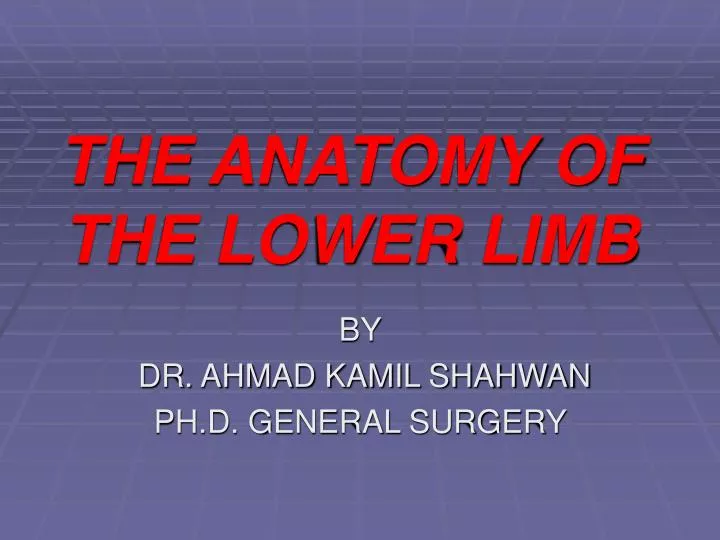 the anatomy of the lower limb n.
