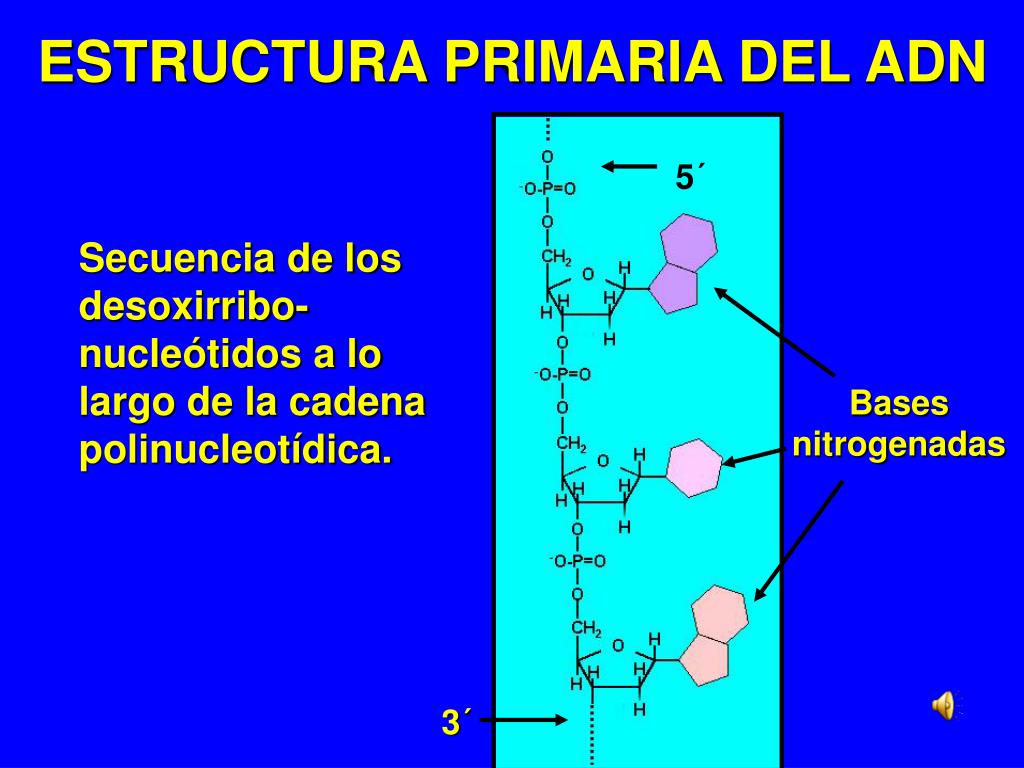 PPT - MORFOFISIOLOGÍA HUMANA I. PRIMER TRIMESTRE. PRIMER AÑO. PowerPoint  Presentation - ID:4726426