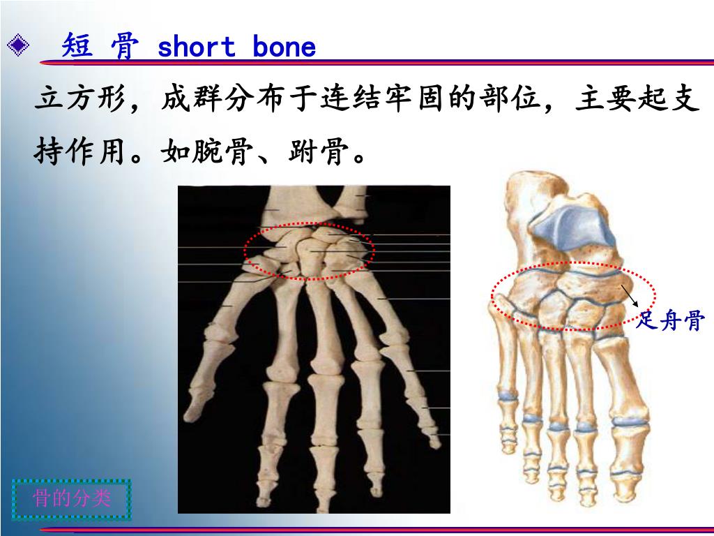 Ppt 人体解剖学human Anatomy Powerpoint Presentation Free Download Id