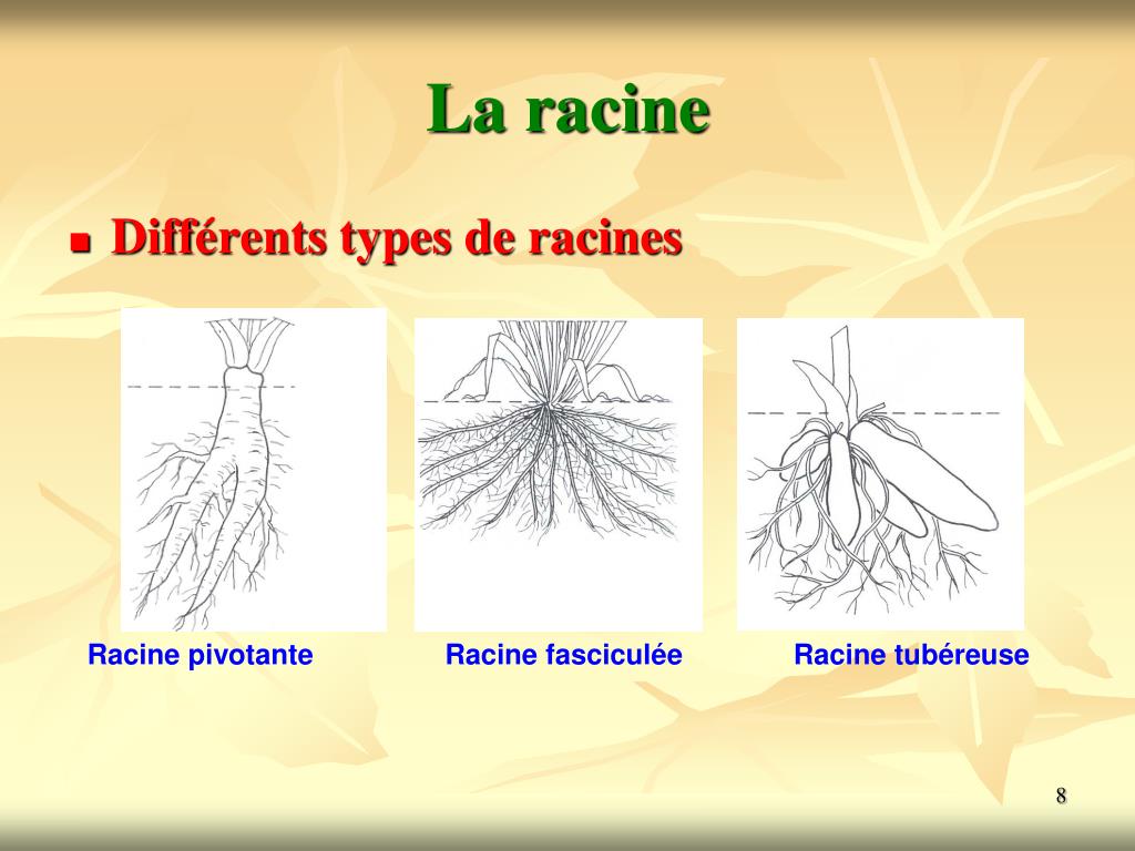PPT LES ANGIOSPERMES PowerPoint Presentation, free download ID4728480