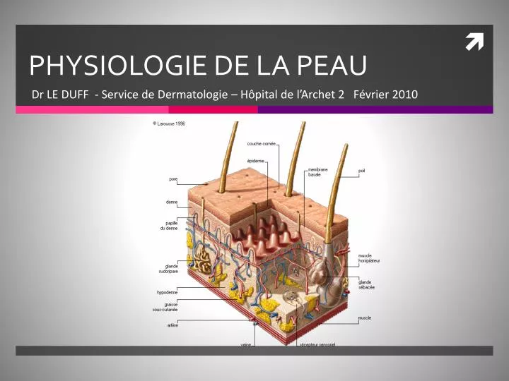 PPT  PHYSIOLOGIE DE LA PEAU PowerPoint Presentation  ID4728481