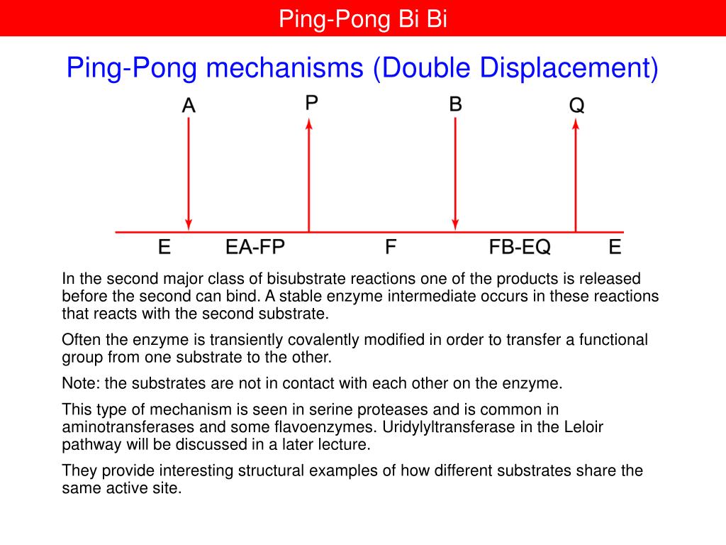 PPT - Bisubstrate Enzymes PowerPoint Presentation, free download -  ID:4728829