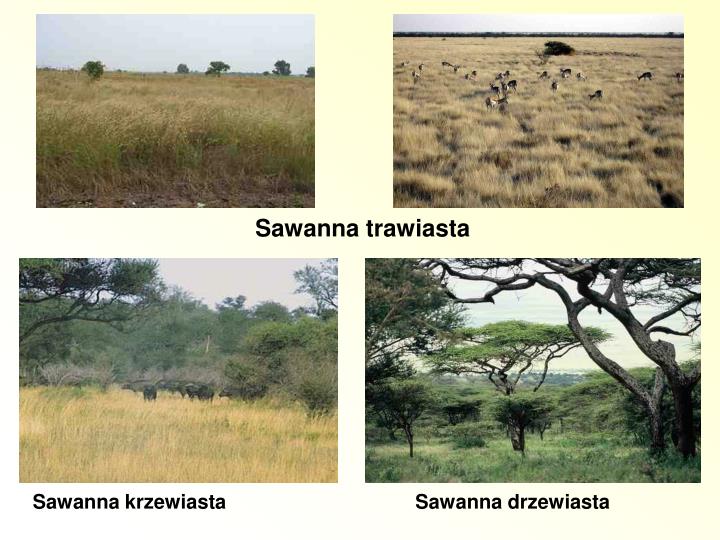 Formacja Roślinna Charakteryzująca Się Występowaniem Zwartych Lasów Iglastych PPT - SAWANNA PowerPoint Presentation - ID:4731152