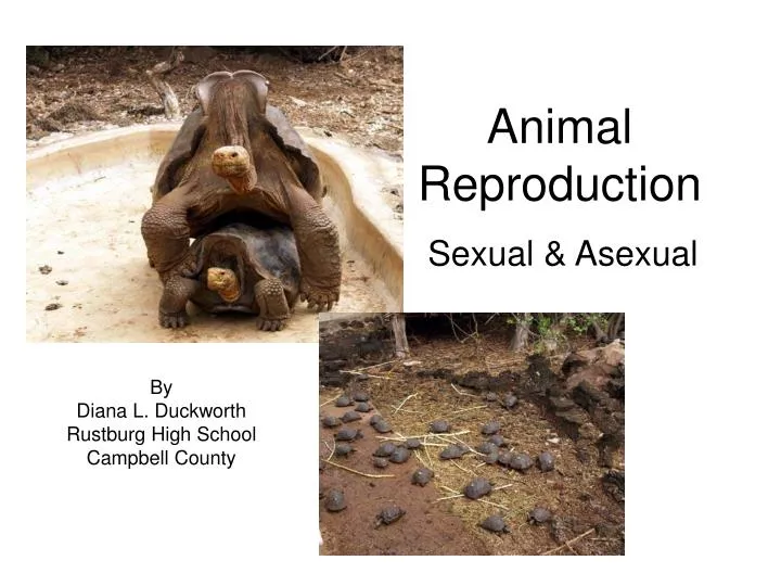 PPT - Animal Reproduction PowerPoint Presentation, free download - ID