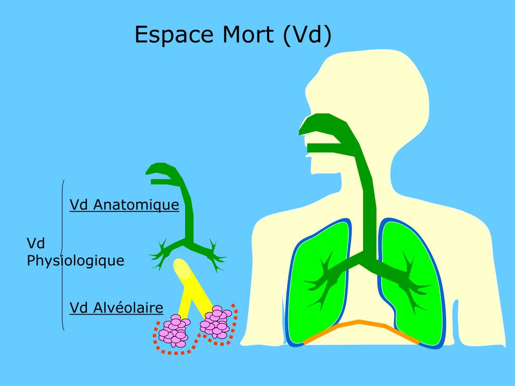 PPT  ELEMENTS DE PHYSIOLOGIE RESPIRATOIRE PowerPoint Presentation