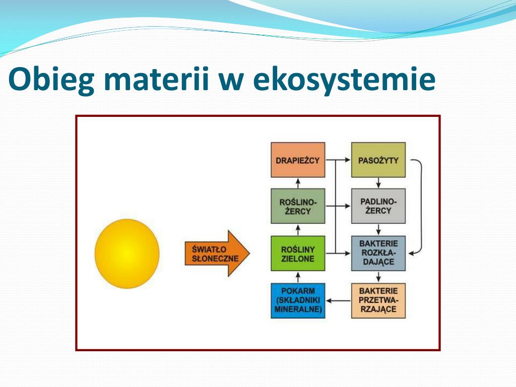 Na Czym Polega Obieg Materii I Przepływ Energii W Ekosystemie PPT - Środowiska naturalne i organizmy na Ziemi PowerPoint Presentation