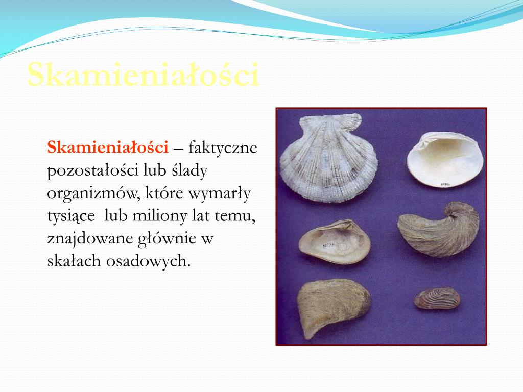 Wymień Przykłady Zasobów środowiska O Które Konkurują Organizmy PPT - Środowiska naturalne i organizmy na Ziemi PowerPoint Presentation