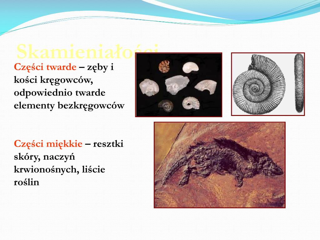 Wymień Przykłady Zasobów środowiska O Które Konkurują Organizmy PPT - Środowiska naturalne i organizmy na Ziemi PowerPoint Presentation