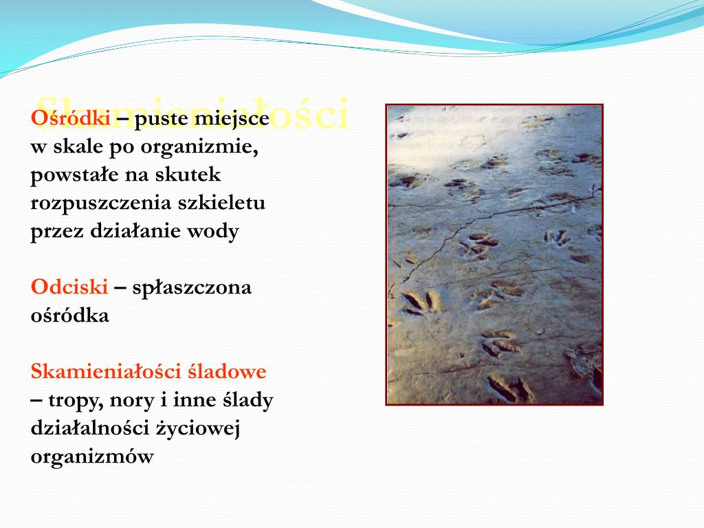 Wymień Przykłady Zasobów środowiska O Które Konkurują Organizmy PPT - Środowiska naturalne i organizmy na Ziemi PowerPoint Presentation