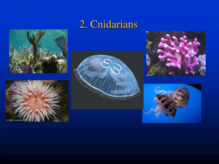 PPT - 2. Cnidarians PowerPoint Presentation - ID:4732184