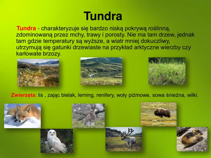 Bezleśny Obszar W Północnej Strefie Podbiegunowej Krzyżówka PPT - Biomy kuli ziemskiej PowerPoint Presentation - ID:4732206