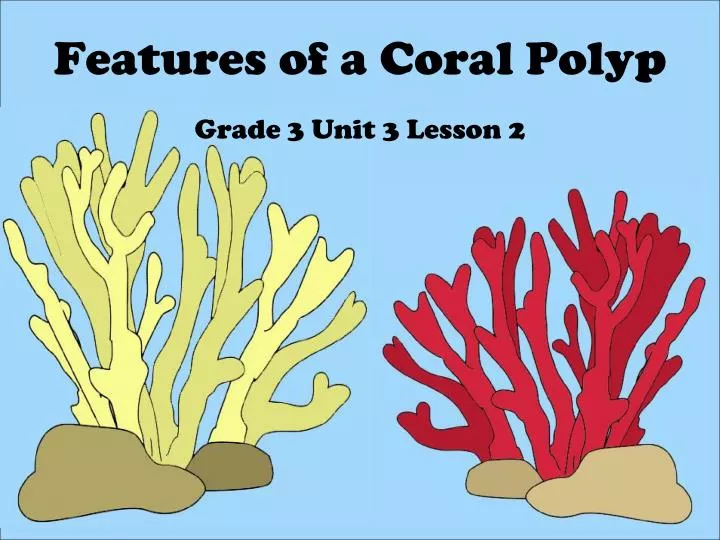 features of a coral polyp n.