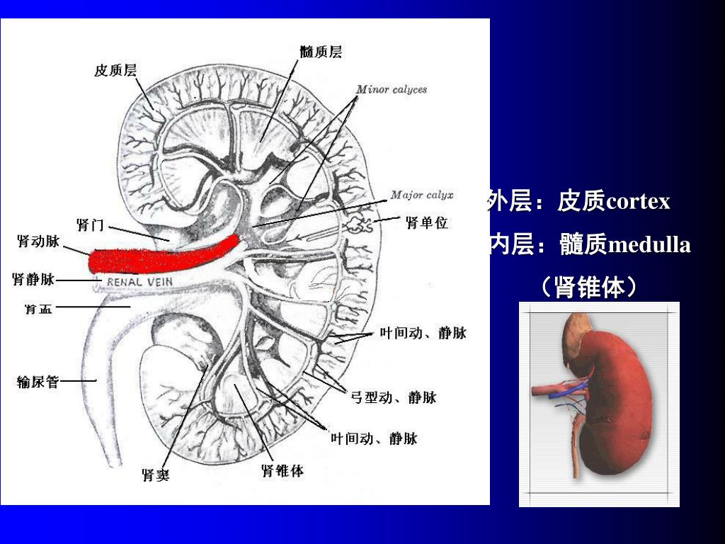 Ppt 肾脏疾病的生物化学诊断powerpoint Presentation Free Download Id Ppt 肾脏疾病的生物化学诊断powerpoint Presentation Free Download Id
