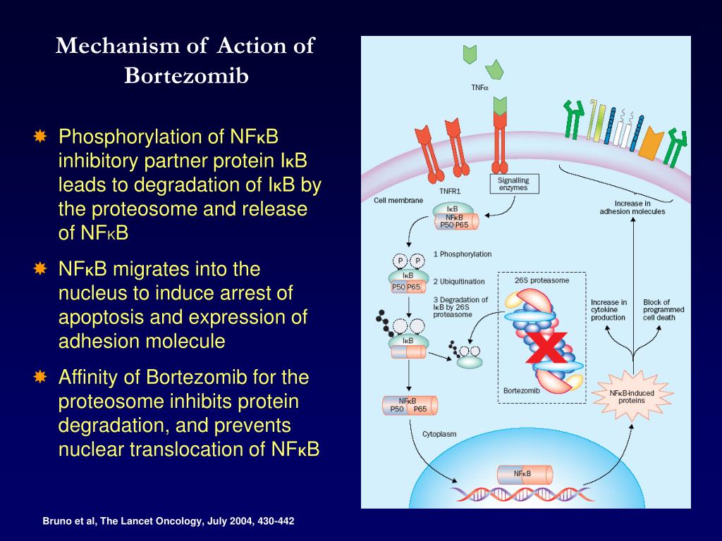 Mechanism of action. Бортезомиб механизм действия. NFKB цитокины. Бортезомиб исследования. Бортезомиб оригинальный препарат.
