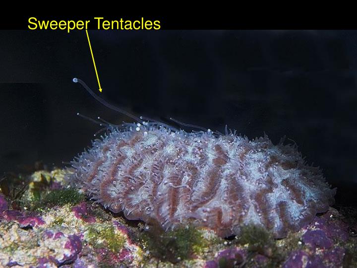 PPT Anthozoa Corals and Anemones PowerPoint Presentation ID4733435