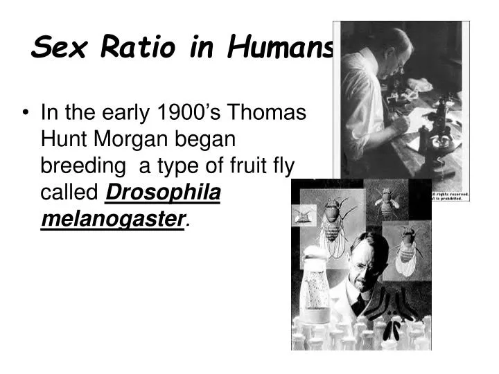 Ppt Sex Ratio In Humans Powerpoint Presentation Free Download Id Free