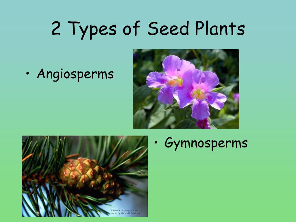 PPT - 2 Types of Seed Plants PowerPoint Presentation, free download -  ID:4735380
