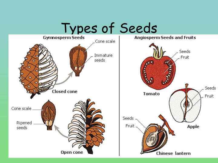 PPT 2 Types of Seed Plants PowerPoint Presentation ID