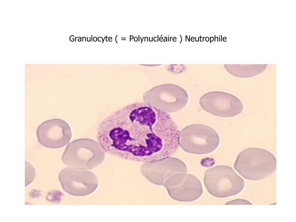 PPT - IMMUNOLOGIE PowerPoint Presentation, free download - ID:4736105