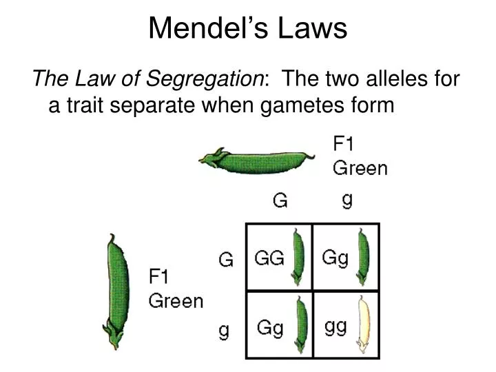 Ppt Mendels Laws Powerpoint Presentation Free Download Id 4736505