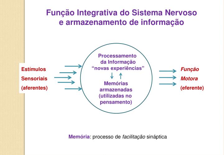 Ppt Organização Do Sistema Nervoso Transmissão Sináptica E