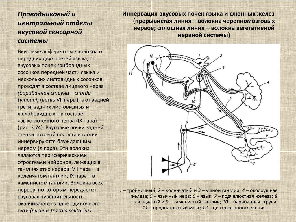 Проводниковый нервом