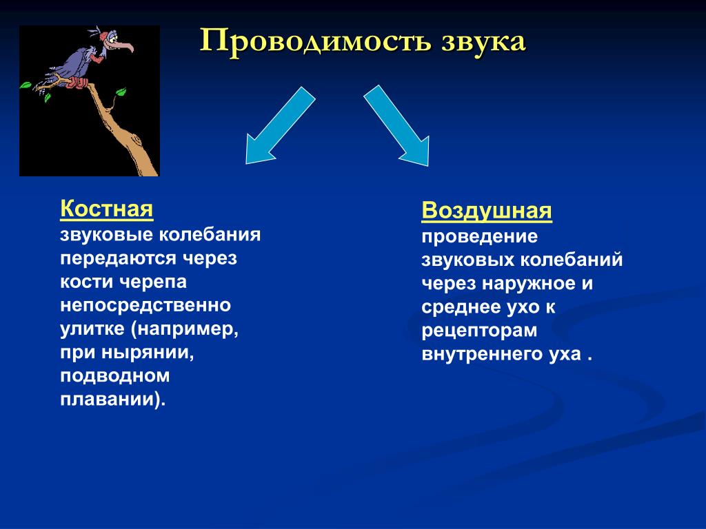 Последовательность звуковых колебаний передаются к рецепторам