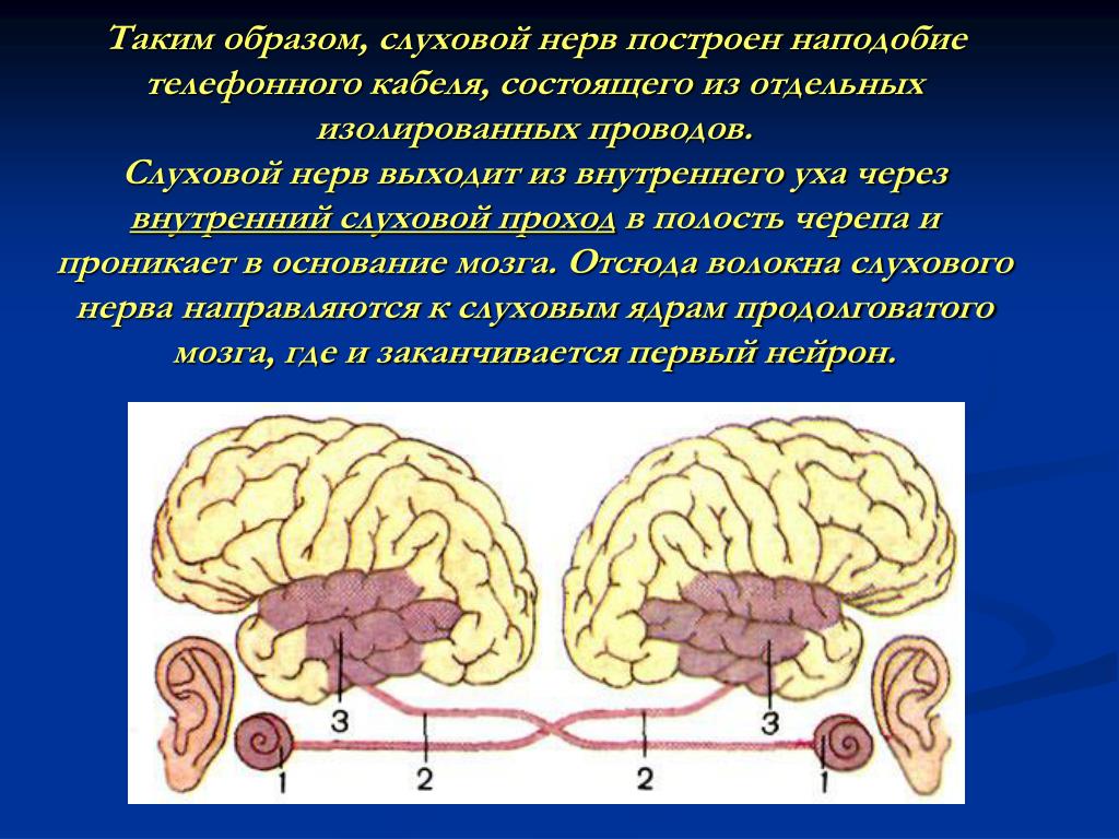 Слуховой нерв какой отдел. Слуховой нерв строение. Слуховой нерв анатомия. Функции слухового нерва. Расположение слухового нерва.