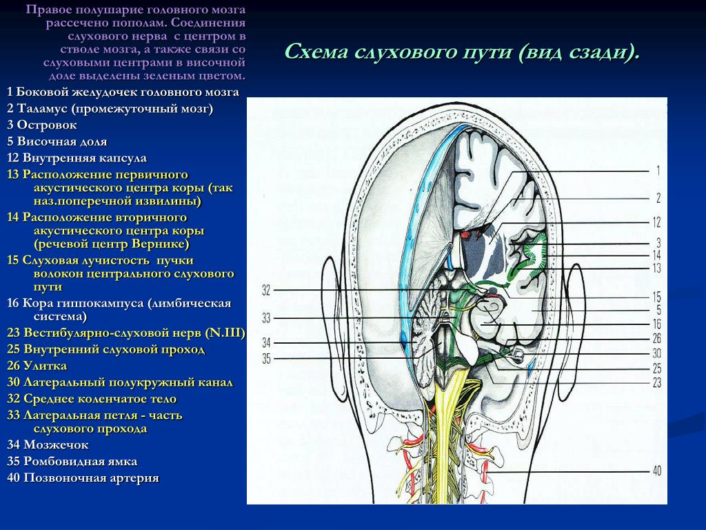 Слуховой нерв какой отдел. Слуховой нерв отдел мозга. Мозговые центры слуха. Схема слуховых путей головного мозга. Расположение слухового нерва.